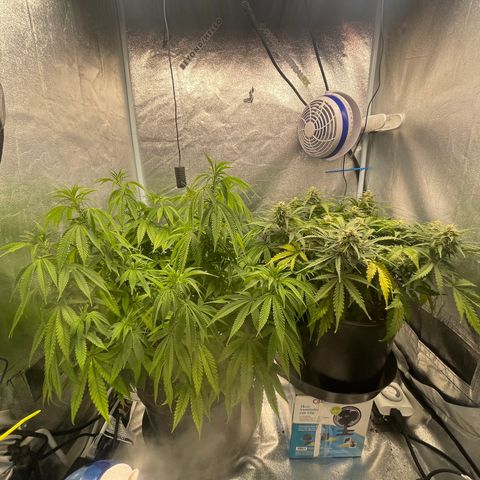 Auto Glueberry OG growlog photo: Day