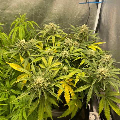 Auto Glueberry OG growlog photo: Day