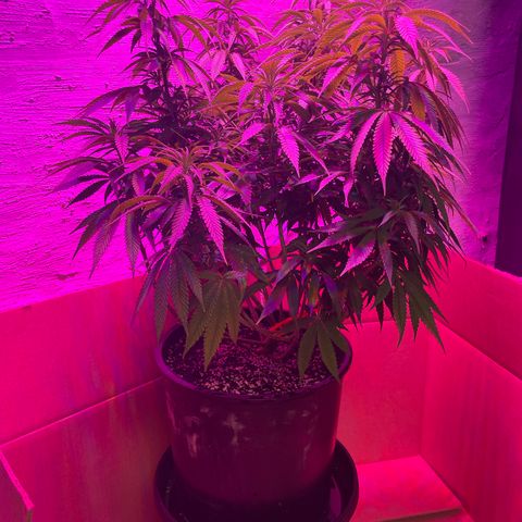 Auto Glueberry OG growlog timeline photo