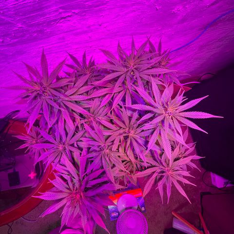 Auto Glueberry OG growlog photo: Day 80