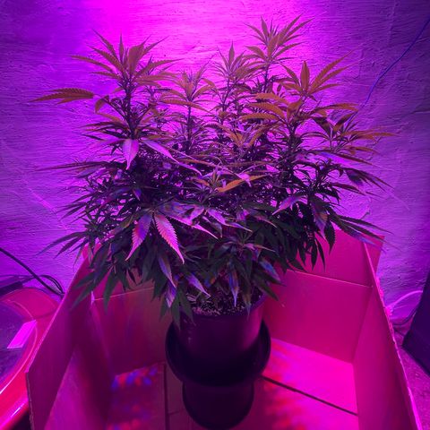 Auto Glueberry OG growlog photo: Day 80