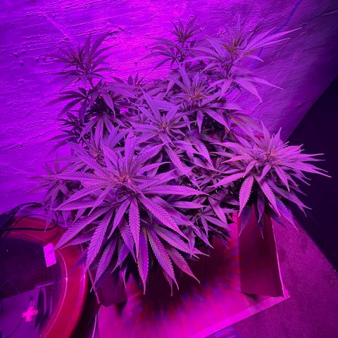 Auto Glueberry OG growlog photo: Day 80