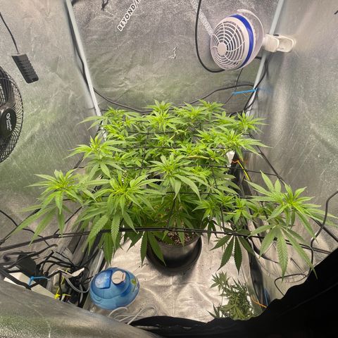Auto Glueberry OG growlog photo: Day 88