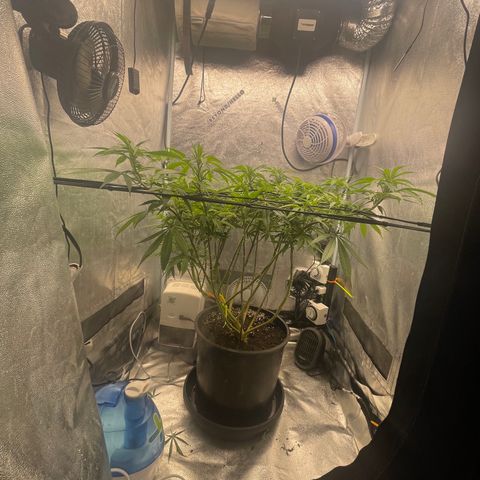 Auto Glueberry OG growlog photo: Day 90
Day 3 week 1 of flower 