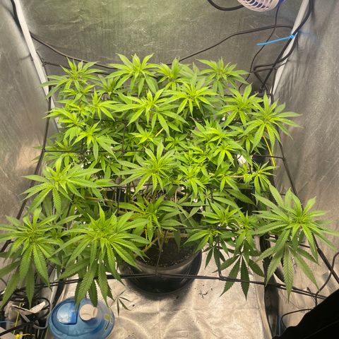 Auto Glueberry OG growlog photo: Day 90
Day 3 week 1 of flower 