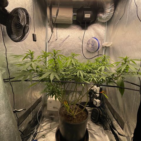 Auto Glueberry OG growlog photo: Week 2 Day 5 of Flower