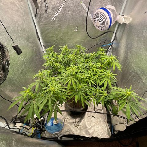 Auto Glueberry OG growlog photo: Week 2 Day 5 of Flower