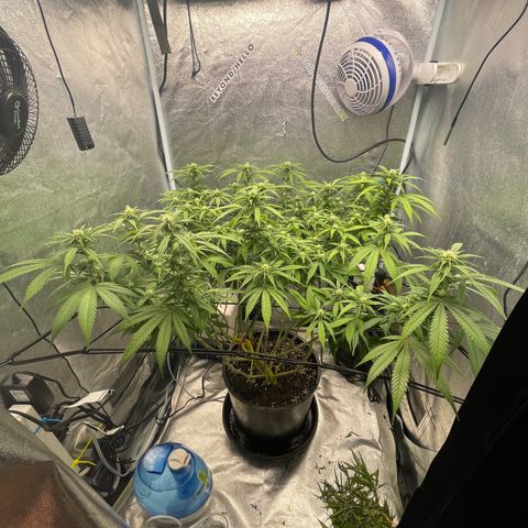 Auto Glueberry OG growlog photo: Week 3 Day 4 of flower 