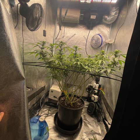 Auto Glueberry OG growlog photo: Week 3 Day 4 of flower 