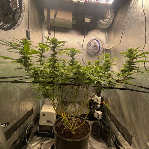 Auto Glueberry OG growlog timeline photo