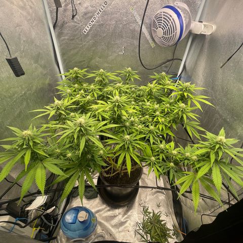 Auto Glueberry OG growlog timeline photo