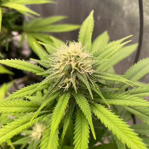 Auto Glueberry OG growlog photo: Day 112
Week 4 Day 3 of Flower