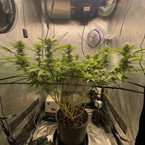 Auto Glueberry OG growlog photo: Day 112
Week 4 Day 3 of Flower