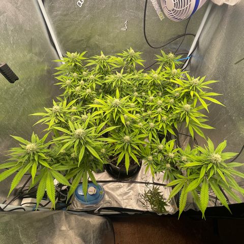 Auto Glueberry OG growlog photo: Day 112
Week 4 Day 3 of Flower