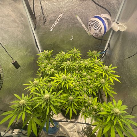Auto Glueberry OG growlog photo: Day 118
Week 5 Day 2 of flower!