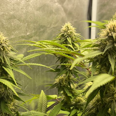 Auto Glueberry OG growlog photo: Day 118
Week 5 Day 2 of flower!