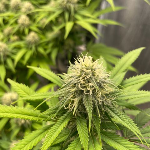Auto Glueberry OG growlog photo: Day 118
Week 5 Day 2 of flower!