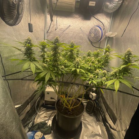 Auto Glueberry OG growlog photo: Day 118
Week 5 Day 2 of flower!