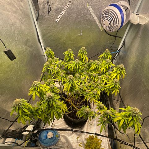 Auto Glueberry OG growlog photo: Week 6 Day 3 of Flower… Left for 5 days and came back to this..😩