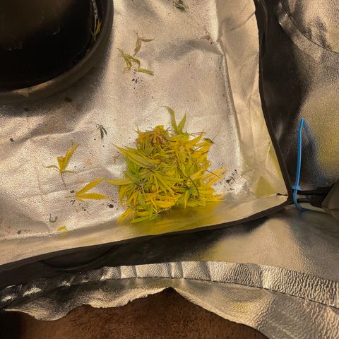 Auto Glueberry OG growlog photo: Week 6 Day 3 of Flower… Left for 5 days and came back to this..😩