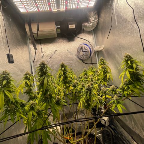 Auto Glueberry OG growlog photo: Week 6 Day 3 of Flower… Left for 5 days and came back to this..😩