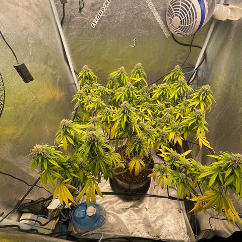 Auto Glueberry OG growlog photo: Week 6 Day 3 of Flower… Left for 5 days and came back to this..😩