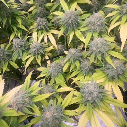 Auto Glueberry OG growlog photo: Day 128 Week 6 Day of Flower..

Bouncing back..🤞🏾💪🏾