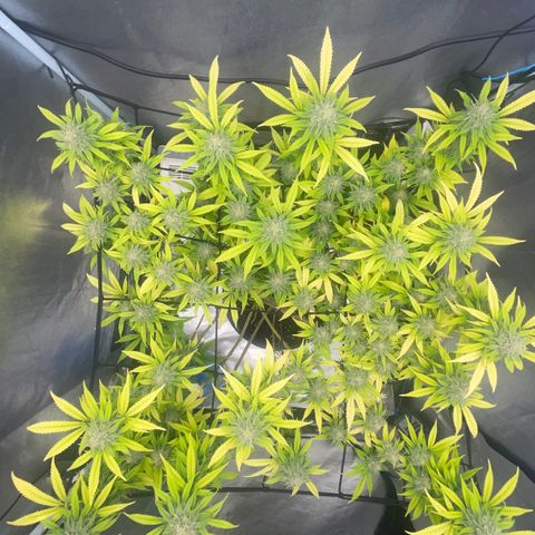 Auto Glueberry OG growlog photo: Day 128 Week 6 Day of Flower..

Bouncing back..🤞🏾💪🏾