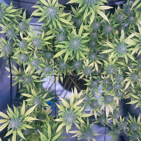 Auto Glueberry OG growlog photo: Day 128 Week 6 Day of Flower..

Bouncing back..🤞🏾💪🏾