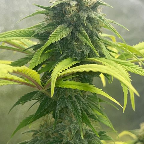 Auto Glueberry OG growlog photo: Day 128 Week 6 Day of Flower..

Bouncing back..🤞🏾💪🏾
