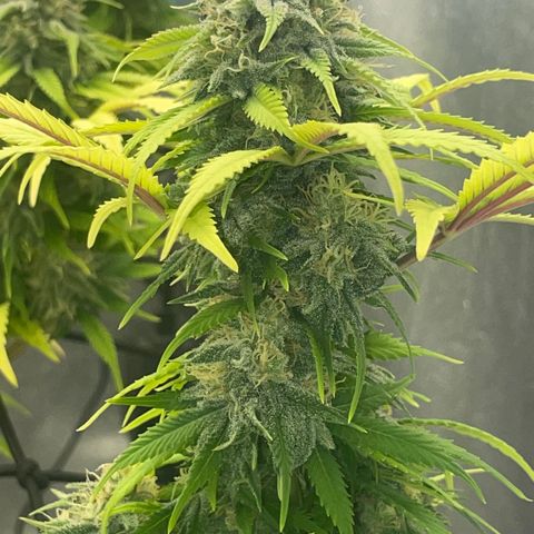 Auto Glueberry OG growlog photo: Day 128 Week 6 Day of Flower..

Bouncing back..🤞🏾💪🏾