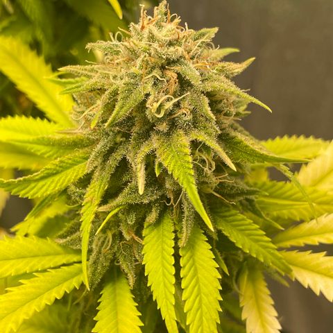 Auto Glueberry OG growlog photo: Week 7 Day 7 of Flower (Day 137)