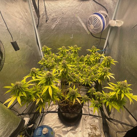Auto Glueberry OG growlog photo: Week 7 Day 7 of Flower (Day 137)