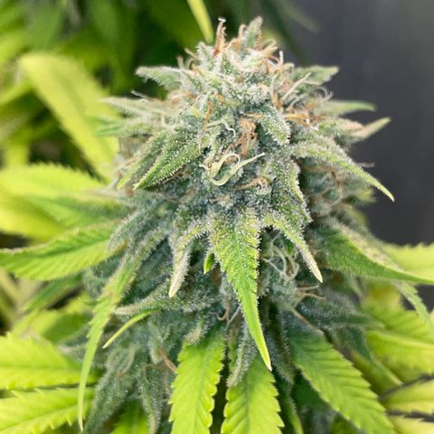 Auto Glueberry OG growlog photo: Week 7 Day 7 of Flower (Day 137)