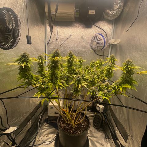 Auto Glueberry OG growlog photo: Week 7 Day 7 of Flower (Day 137)