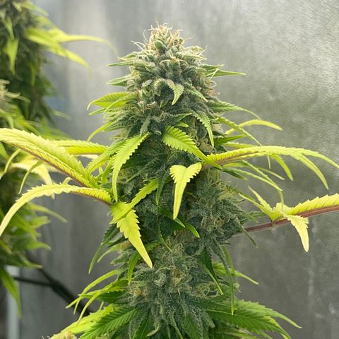 Auto Glueberry OG growlog photo: Week 7 Day 7 of Flower (Day 137)