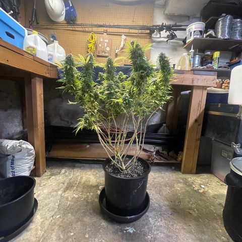 Auto Glueberry OG growlog photo: Haven’t Day 