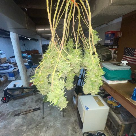 Auto Glueberry OG growlog photo: Haven’t Day 