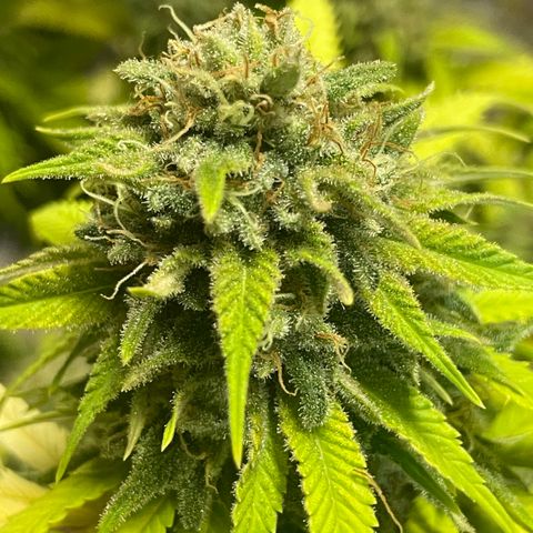 Auto Glueberry OG growlog photo: Haven’t Day 