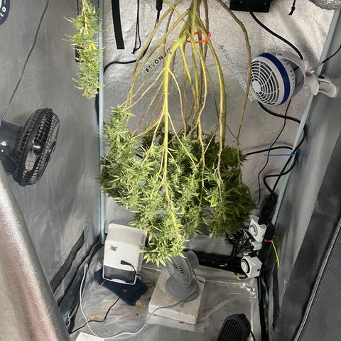 Auto Glueberry OG growlog photo: Haven’t Day 