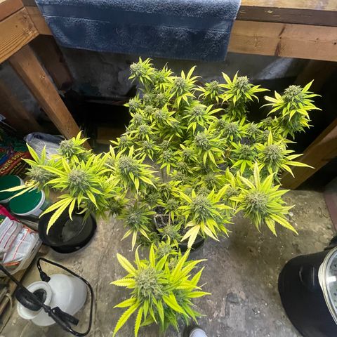 Auto Glueberry OG growlog photo: Haven’t Day 