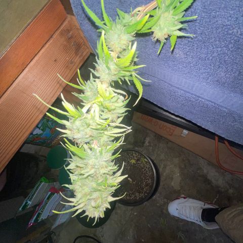 Auto Glueberry OG growlog photo: Haven’t Day 