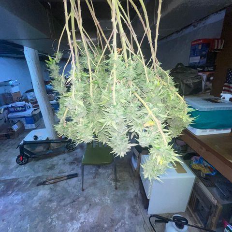 Auto Glueberry OG growlog photo: Haven’t Day 