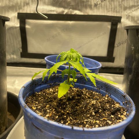 Rock Steady Cookies  growlog photo: Right after top dressing 