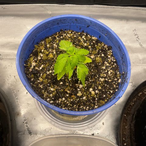 Rock Steady Cookies  growlog photo: Right after top dressing 