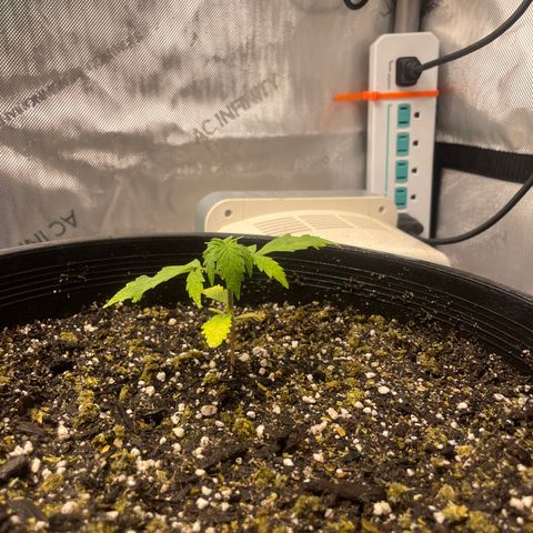 Rock Steady Cookies  growlog photo: Right after top dressing 