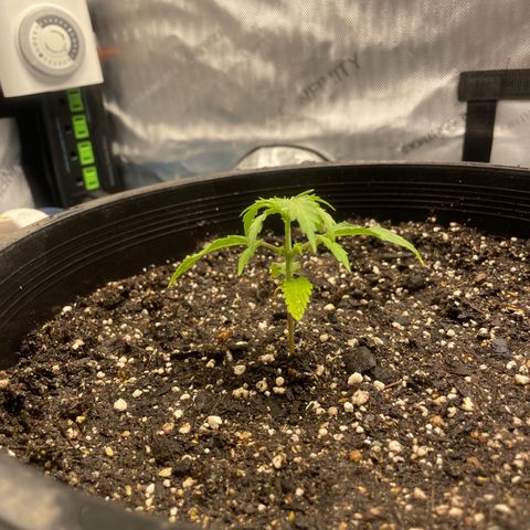 Rock Steady Cookies  growlog photo: Right after top dressing 