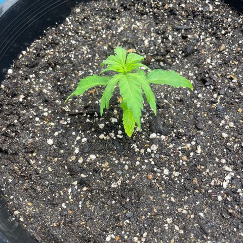 Rock Steady Cookies  growlog photo: Right after top dressing 