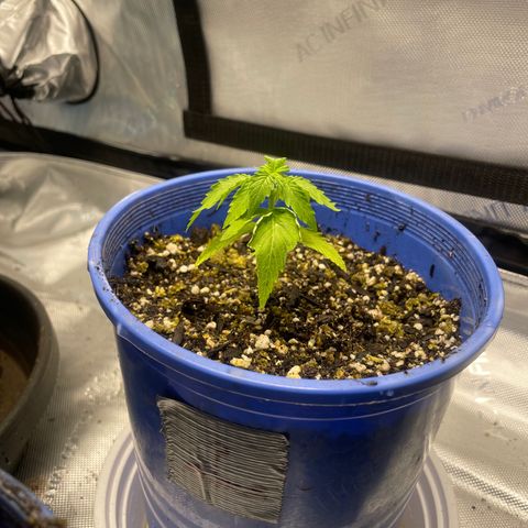 Rock Steady Cookies  growlog photo: Right after top dressing 