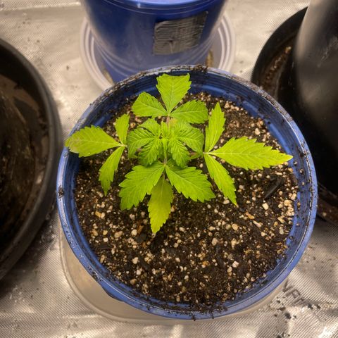 Rock Steady Cookies  growlog photo: Right after top dressing 